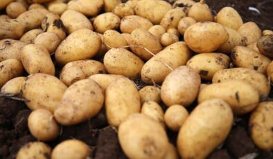 Afyonkarahisar’da patateste 550 bin ton rekolte bekleniyor