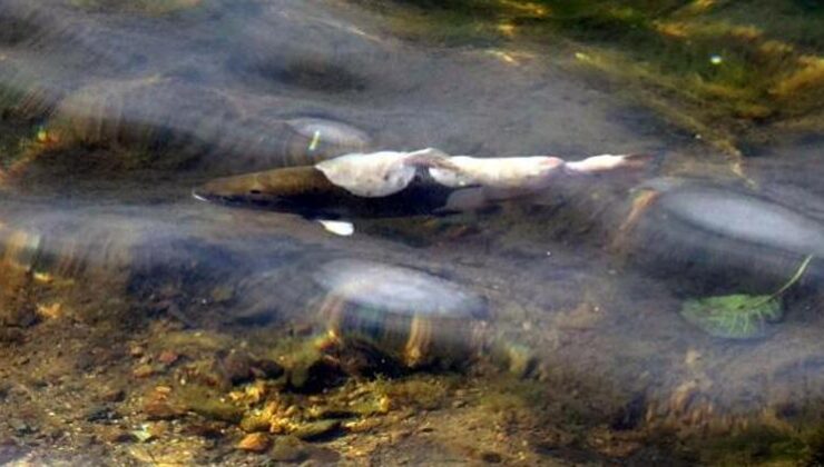 Doğa harikası Uzungöl’de balık ölümleri tedirginliği