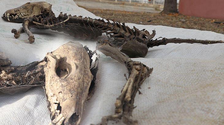 Iğdır’da esrarengiz hayvan iskeleti! 1 metre boyunda, yırtıcı dişlere sahip