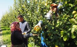 Narda üzülen Denizlili üretici ayvada gülmeyi umuyor