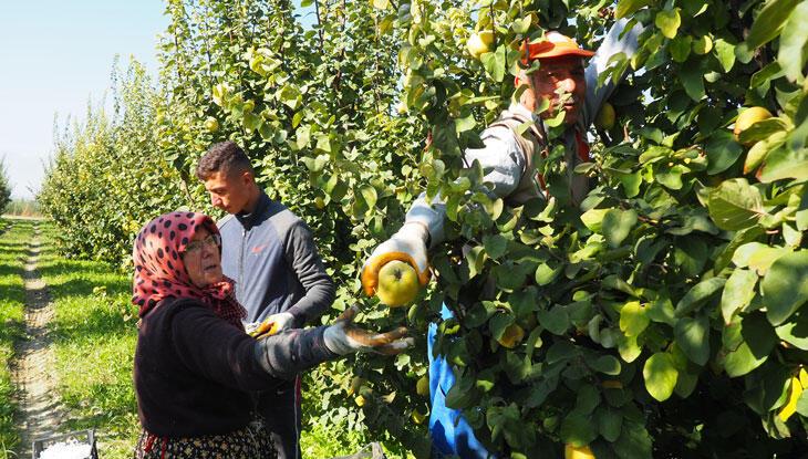 Narda üzülen Denizlili üretici ayvada gülmeyi umuyor