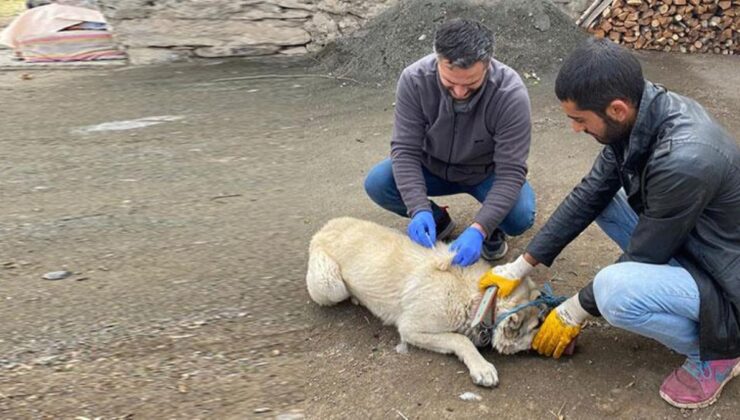 Bitlis’ten sonra bu sefer de Kars! 1 köy kuduz nedeniyle karantinaya alındı