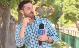 Muhabirin canlı yayındaki zor anları! Papağanın yaptığını görünce neye uğradığını şaşırdı