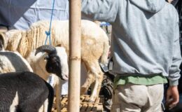 Raporluyken kurban pazarında çalışan işçi kovuldu! Mahkemelik olan olayda Yargıtay’dan emsal karar