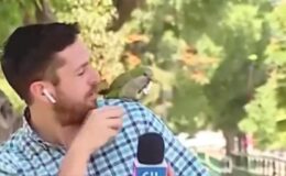 Şili’de papağan soygunu anlatan muhabirin kulaklığını çaldı