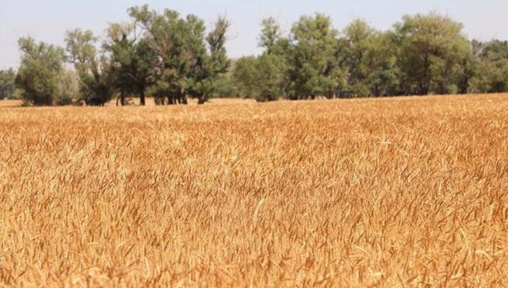 Tahıl krizinin çözülmesinin ardından buğday fiyatlarında sert düşüş