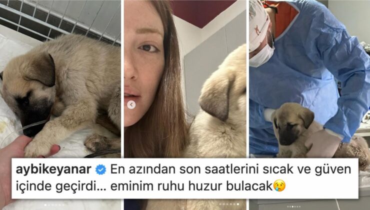 Ah Be Pide Su… Danla Bilic’in Konya Barınağı’ndan Sahiplendiği Yavru Köpek Hayatını Kaybetti!