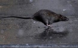 New York’u fareler bastı! Belediye 3 milyon maaşla “sıçan şefi” arıyor