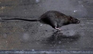New York’u fareler bastı! Belediye 3 milyon maaşla “sıçan şefi” arıyor