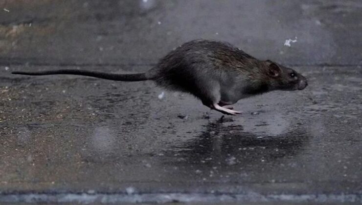 New York’u fareler bastı! Belediye 3 milyon maaşla “sıçan şefi” arıyor