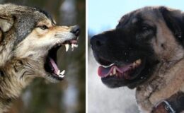 Kurt ve kangal melezi olan köpeği koyun sürüsünün içine bıraktılar, sonuç pek iyi olmadı