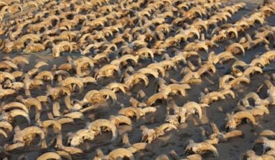 Mısır’da 2 bin mumyalanmış koç başı bulundu