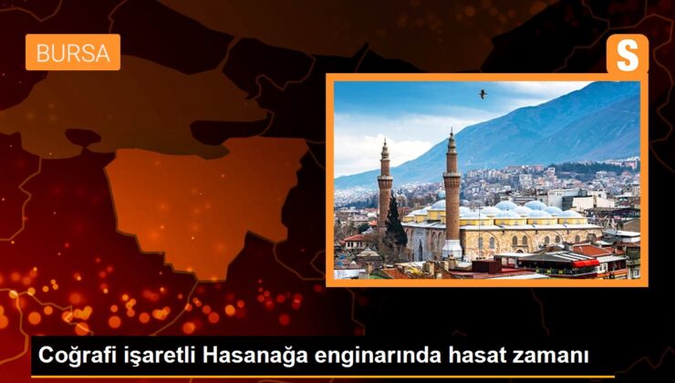 Coğrafik işaretli Hasanağa enginarında hasat vakti