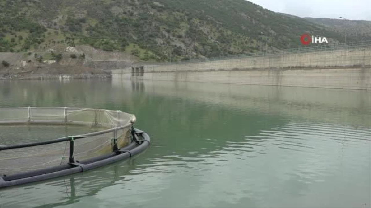 Devletin projeleriyle Şırnak’ta balık hasadı yapılıyor