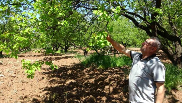 Malatya’da Zirai Don ve Monilya Hastalığı Kayısı Bahçelerine Ziyan Verdi