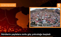 Sürülerin yaylalara güçlü göç seyahati başladı