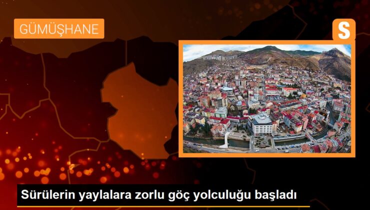 Sürülerin yaylalara güçlü göç seyahati başladı