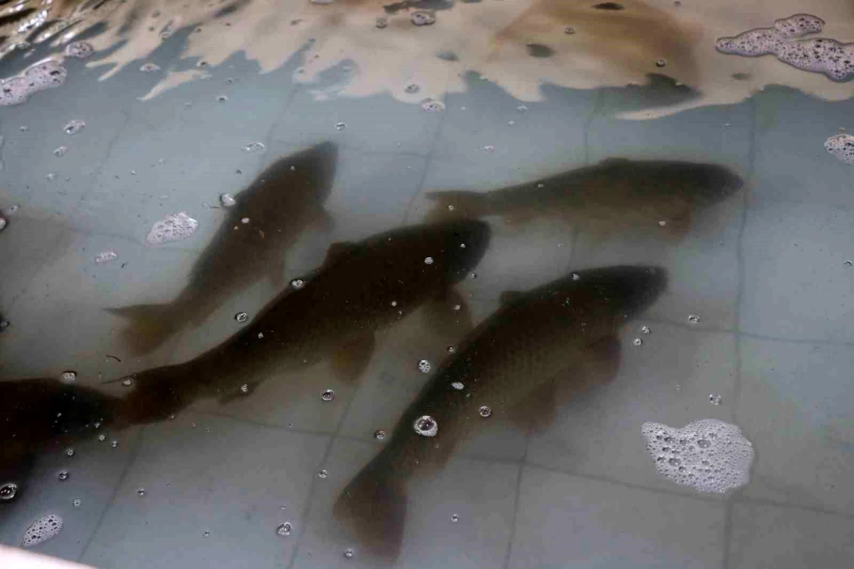 Adana aims to produce 20 million carp fish this year