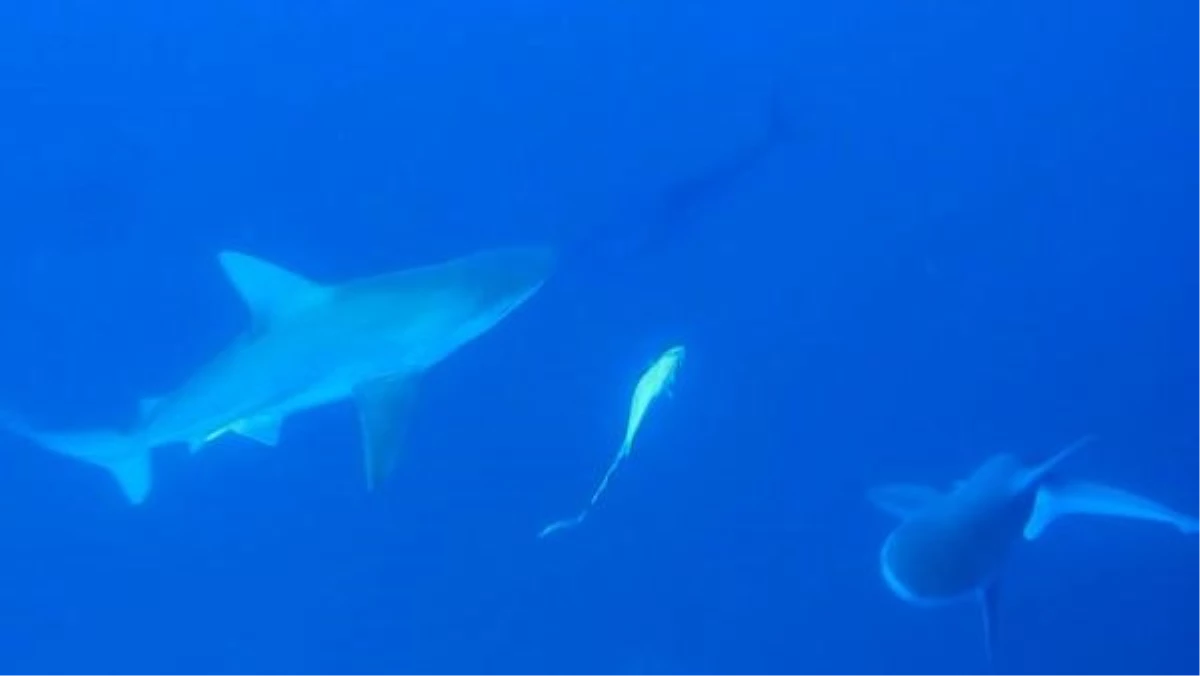 Akdeniz’deki Köpek Balığı Popülasyonunun Yüzde 97’si Yok Oldu