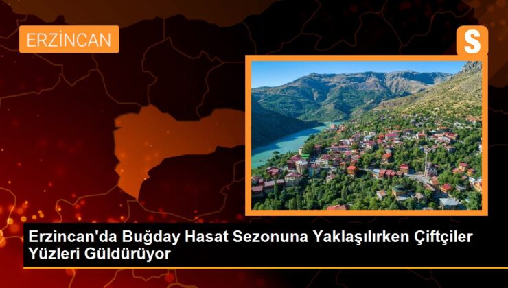 Erzincan’da Buğday Hasat Dönemi Yaklaşırken Çiftçiler Yüzleri Güldürüyor