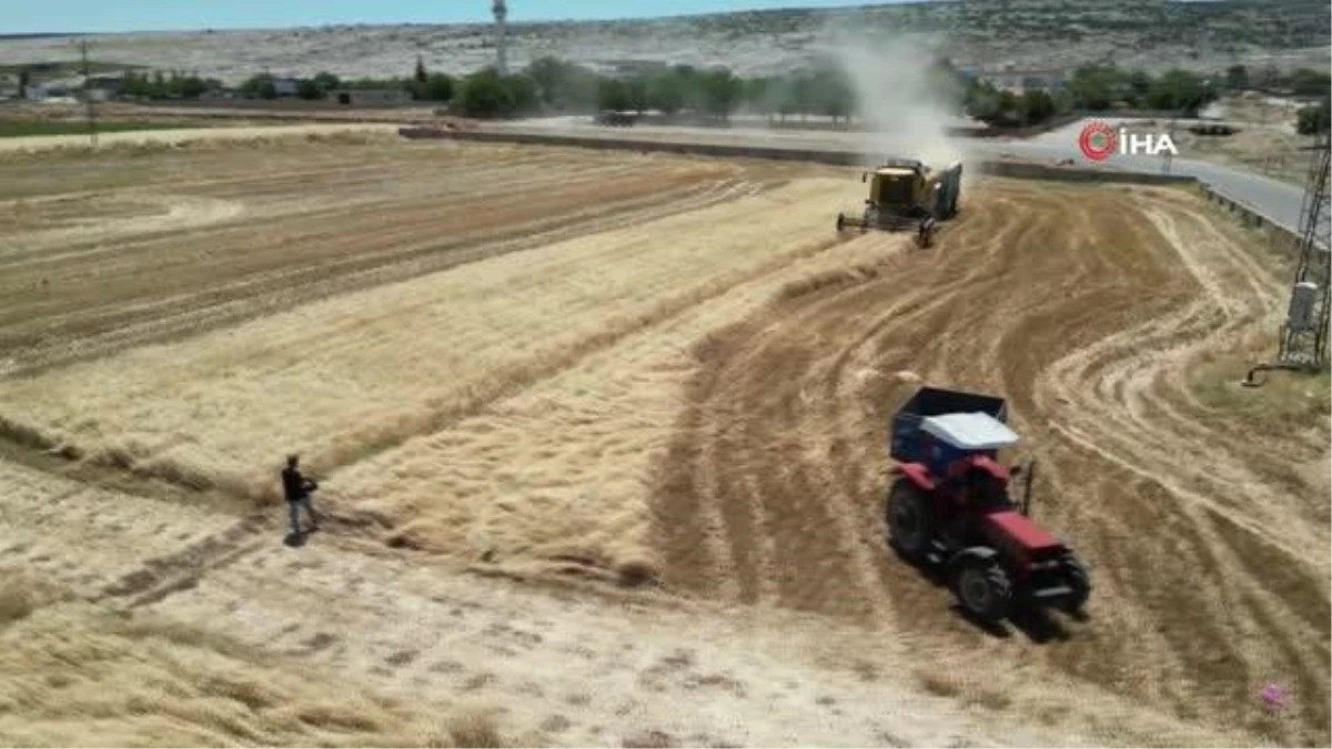 Gaziantep’te Buğday Rekoltesi Yüksek, Ambarlar Dolu