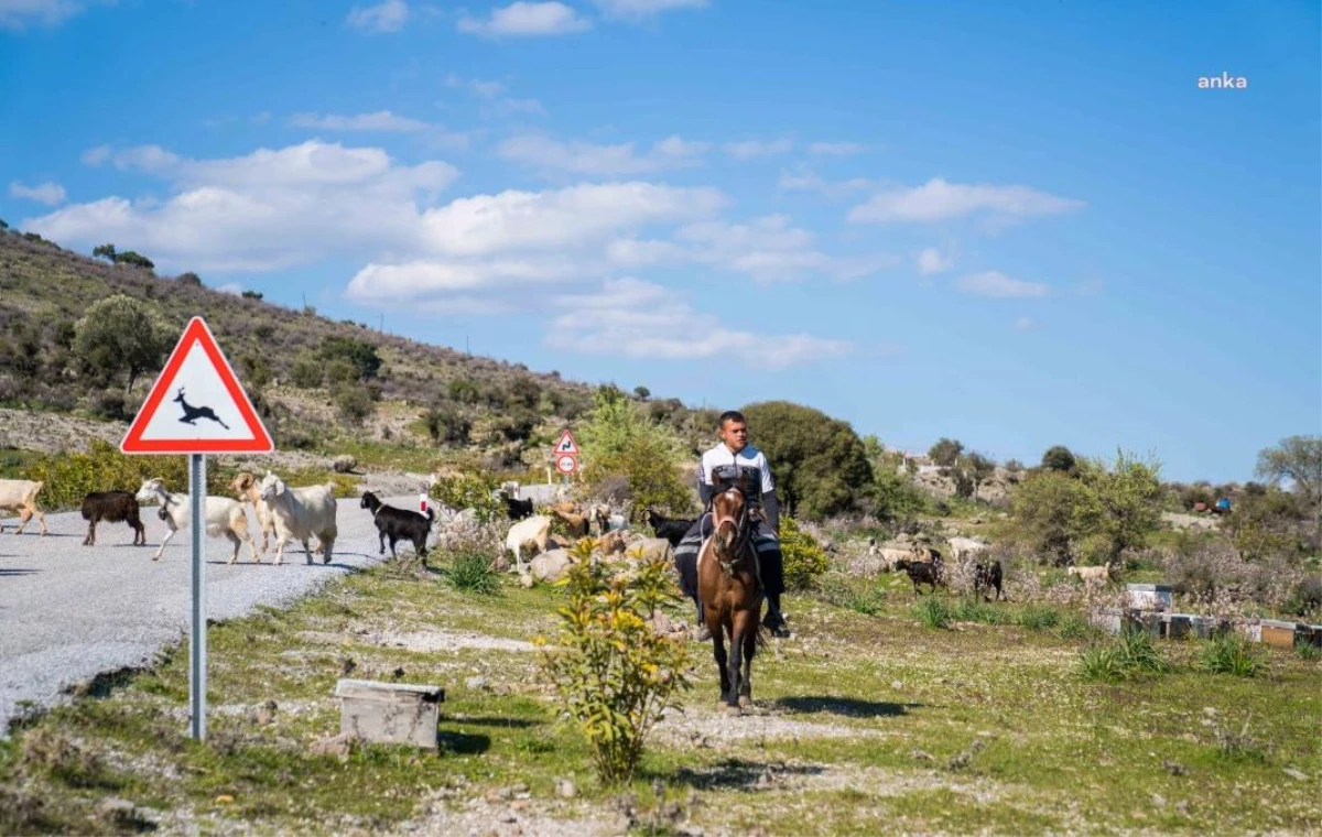 İzmir Büyükşehir Belediyesi, ‘Çoban Start-up’ projesi ile genç çoban adaylarına dayanak veriyor