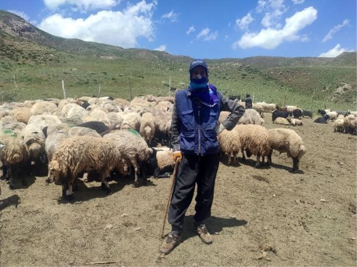 İranlı Çoban Hakkari’de Besicilere Yardım Ediyor