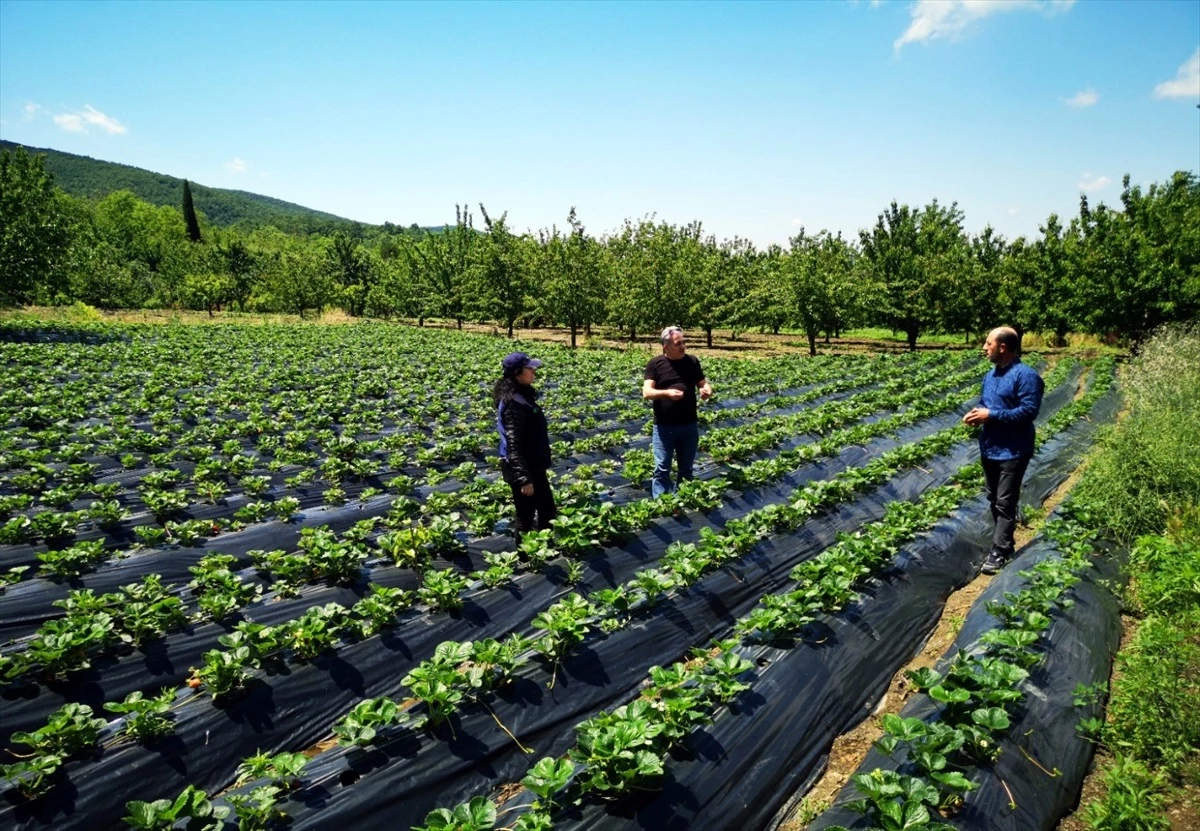 Kocaeli Büyükşehir Belediyesi Üreticilere Hibeli Çilek Fidesi Dağıttı