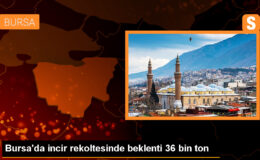 Bursa’da İncir Hasadı Başladı: Üretim Ölçüsü Artış Gösteriyor