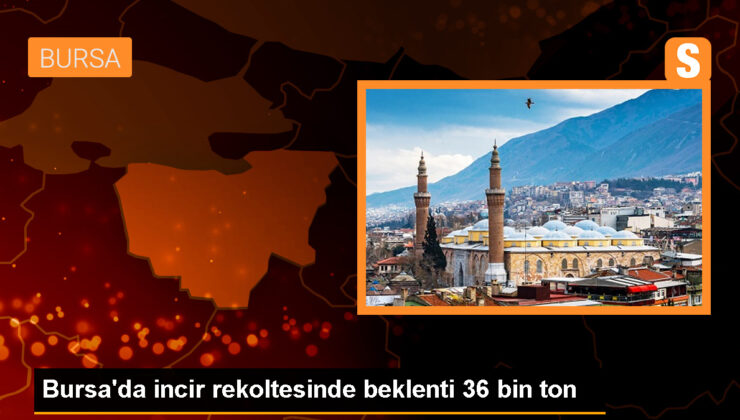 Bursa’da İncir Hasadı Başladı: Üretim Ölçüsü Artış Gösteriyor