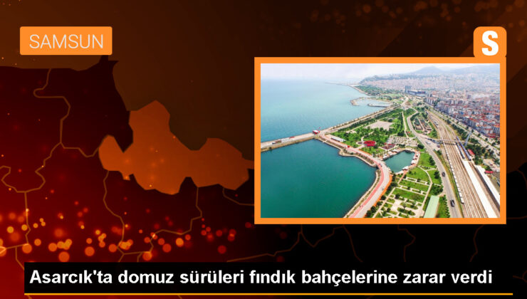 Domuz sürüleri fındık bahçelerine ziyan verdi