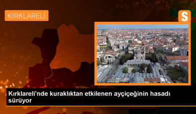 Kırklareli’nde çok sıcaklar ve kuraklık ayçiçeği hasadını etkiliyor