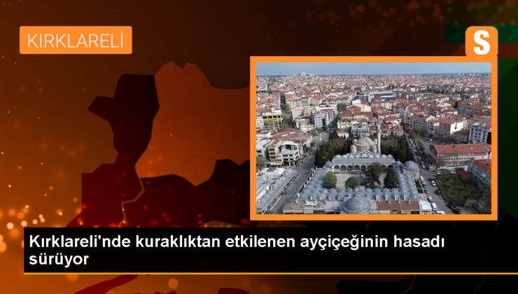 Kırklareli’nde çok sıcaklar ve kuraklık ayçiçeği hasadını etkiliyor