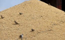 Sivas’ta Hububat Alımları Devam Ediyor