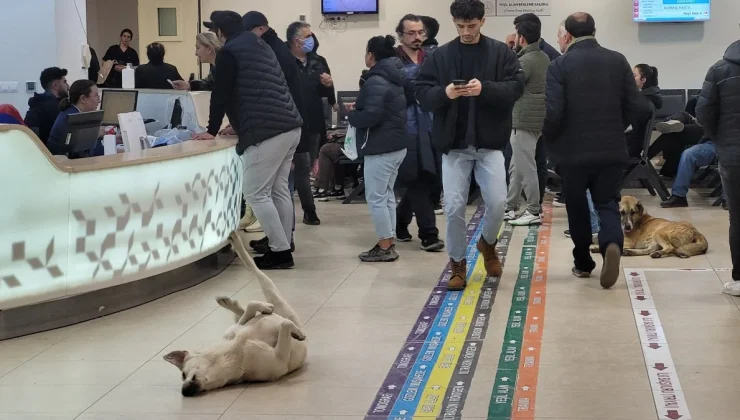 TOPLUM SAĞLIĞINA TEHDİT : TÜRKİYE’DEKİ  SOKAK KÖPEKLERİ SORUNU VE ÇÖZÜM ARAYIŞLARI