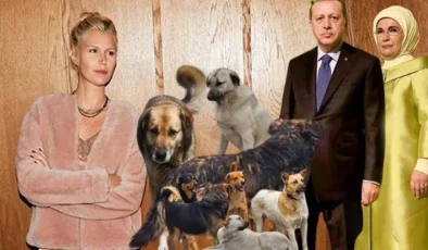 Derin Mermerci Sokak Köpekleri İçin Erdoğan Ailesinden Merhamet Diledi