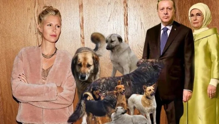 Derin Mermerci Sokak Köpekleri İçin Erdoğan Ailesinden Merhamet Diledi