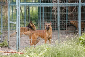 Almanya’da ‘Köpek Vergisi’ Rekor Kırdı