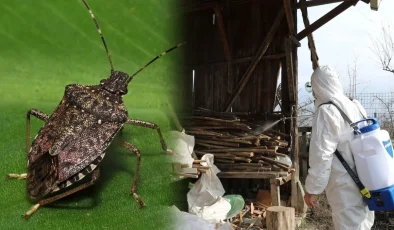 Karadeniz Bölgesi’nde Kahverengi Kokarca Alarmı
