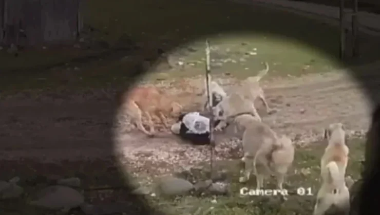 İSTANBUL, İZMİR VE ESKİŞEHİR’DE BAŞIBOŞ KÖPEK EYLEMİ