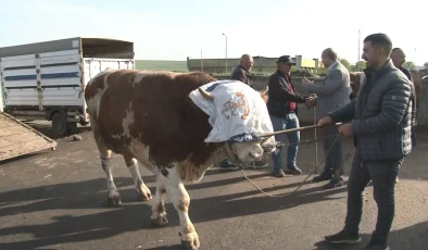 Kars Hayvan Pazarı’nda 900 Kiloluk Boğa “Rıfkı” 300 Bin TL’ye Satıldı