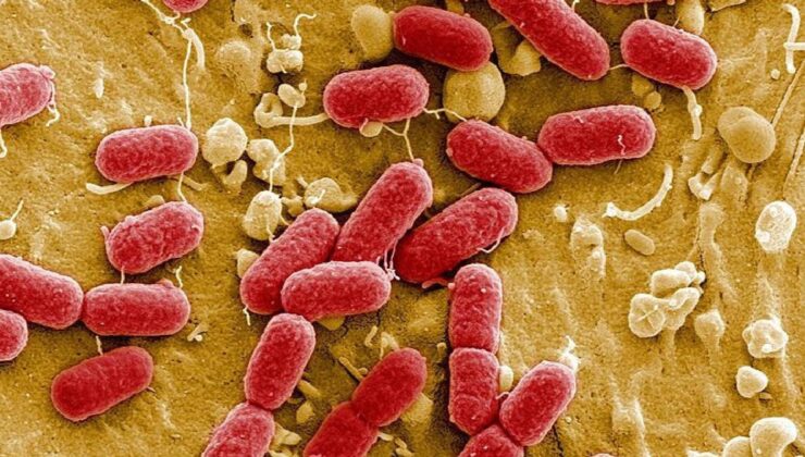 Florida’da et yiyen bakteri alarmı