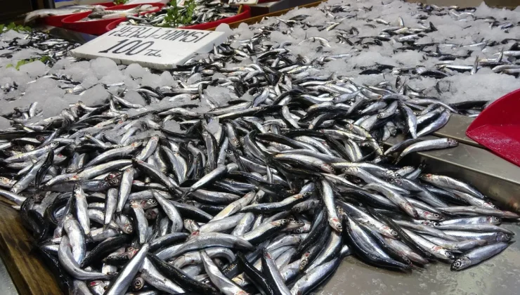 KARADENİZ’DE HAMSİ BEREKETİ SÜRÜYOR: TEZGAHLAR RENKLENDİ