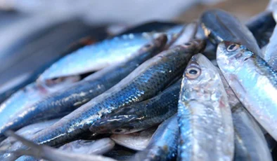 Hamsi Tükeniyor! Uzmanlardan Uyarı