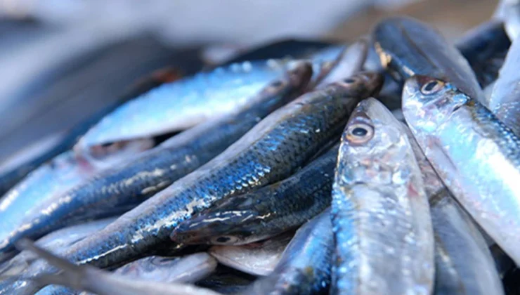 Hamsi Tükeniyor! Uzmanlardan Uyarı