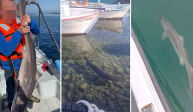 Karadeniz’de Köpekbalığı Görüntüleri Panik Yarattı